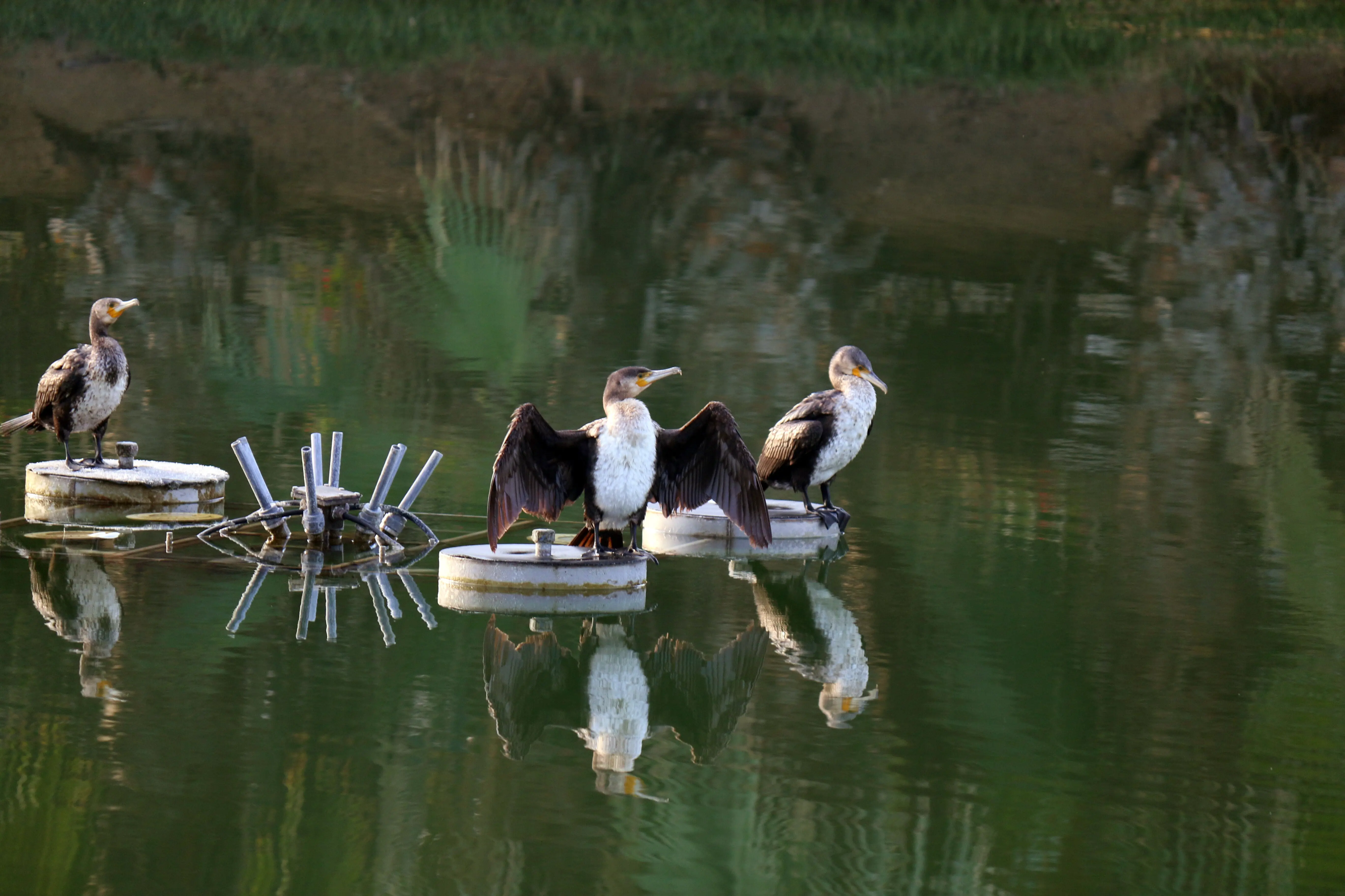 Enten schwimmen im See.